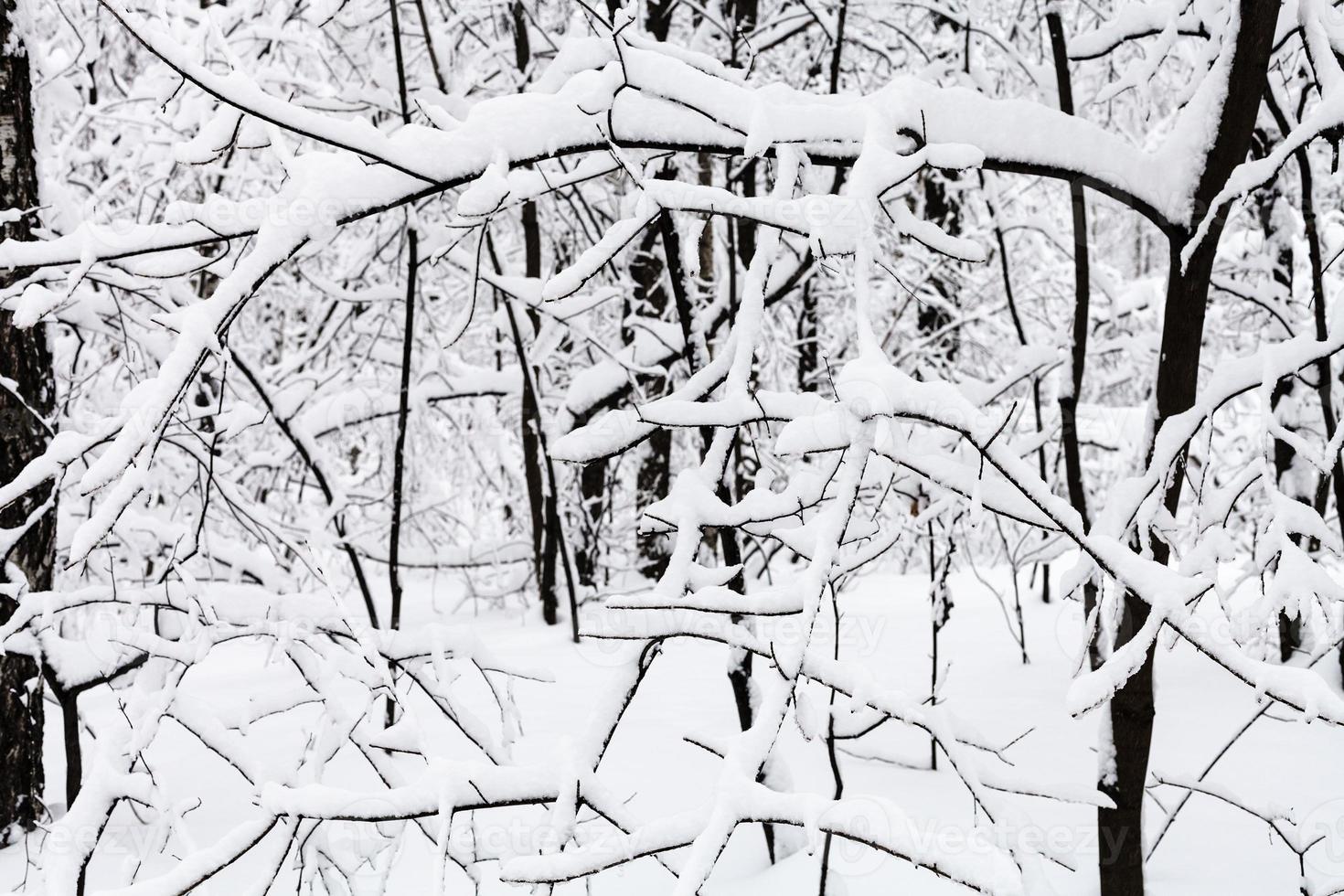 snötäckt kvistar i snöig skog i vinter- dag foto