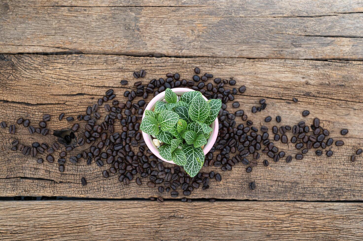 växtkruka och kaffebönor på träbord foto