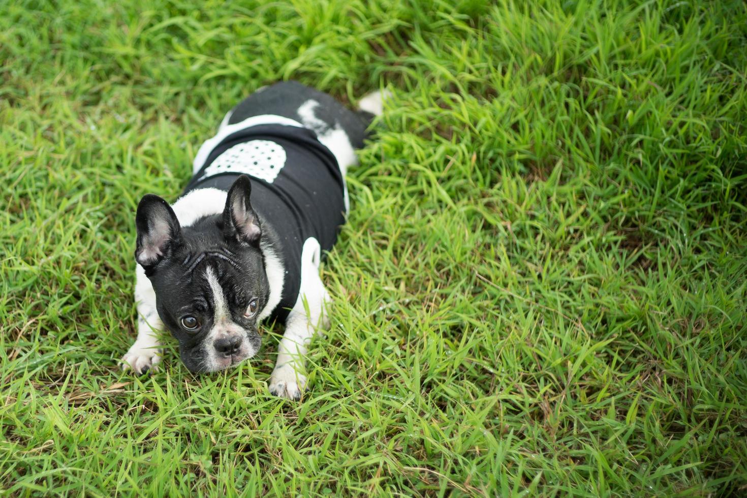 söt boston terrier hund i grön park foto