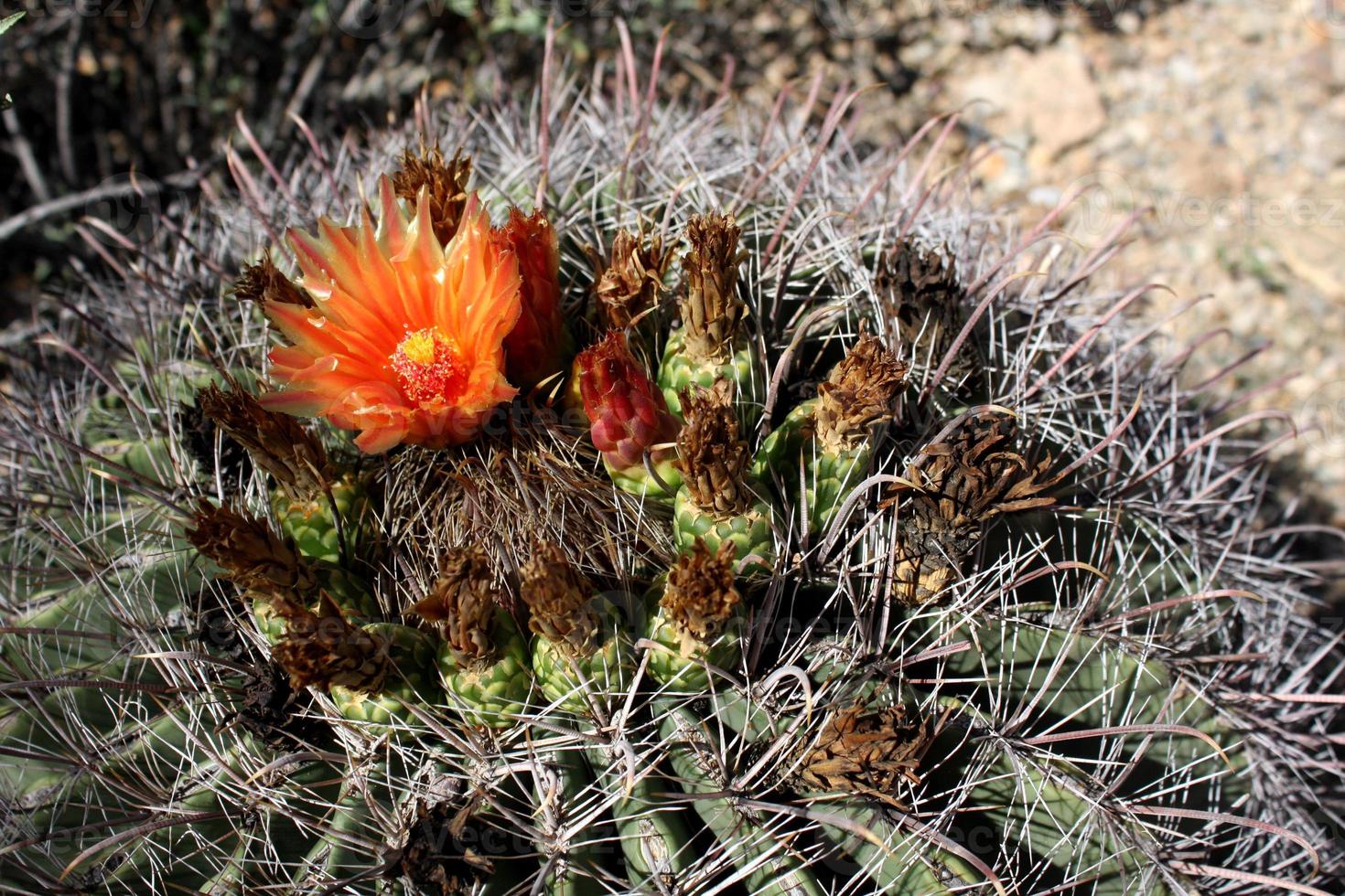 fiskkrok tunna kaktus med vibrerande rödorange blomma foto