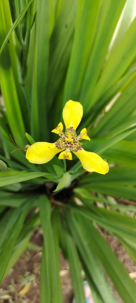 vackra gula blommor foto