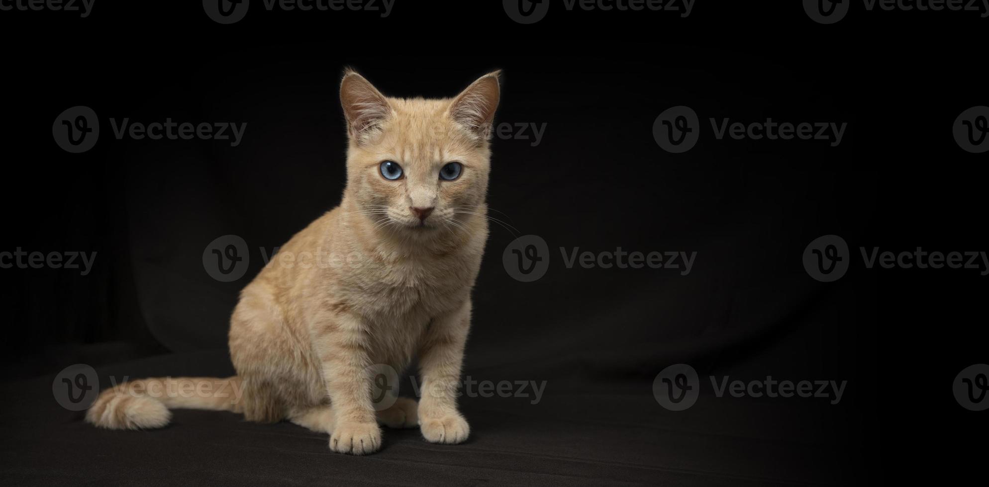 små ljus gul tabby katt Sammanträde på dess hind ben sett i profil med dess huvud vänd framåt- foto