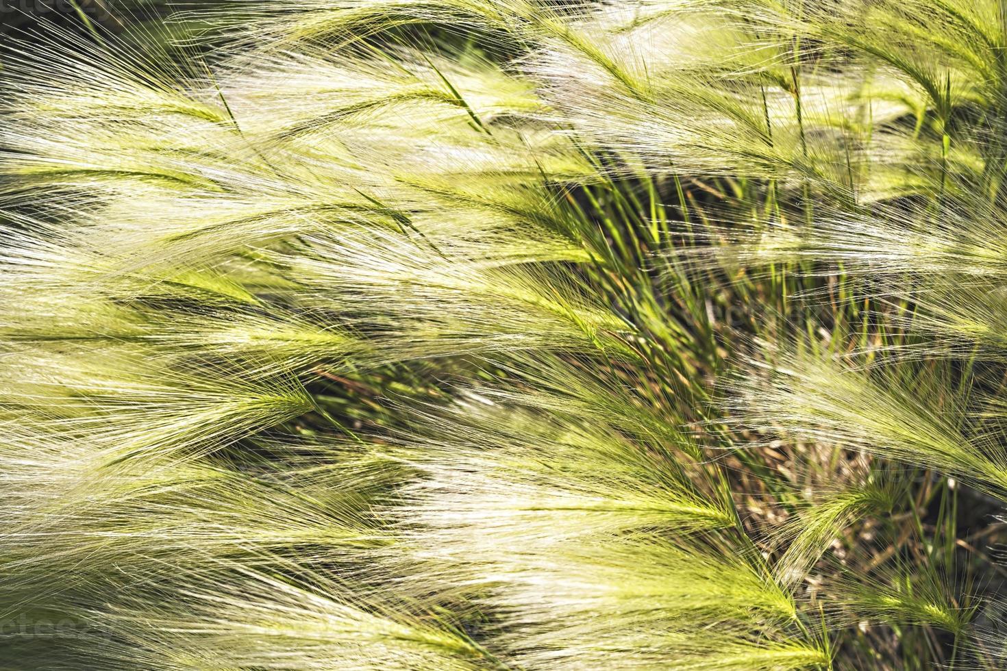 naturlig bakgrund av fluffig spikelets av grön korn gräs närbild selektiv fokus hordeum jubatum botanisk växter ört- alternativ medicin foto