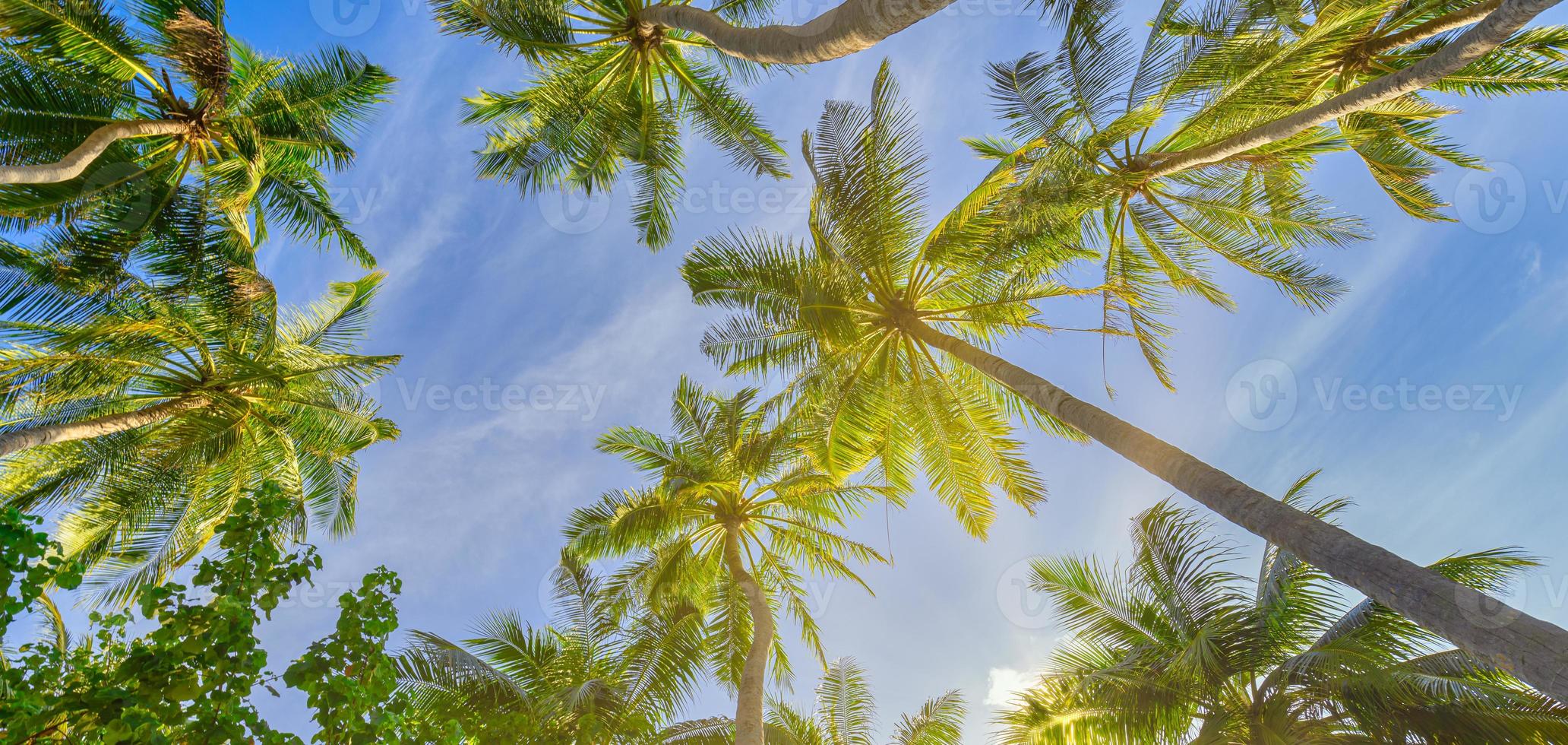 sommar strand bakgrund handflatan träd mot solig blå himmel baner panorama. tropisk paradis resa destination. exotisk natur abstrakt låg punkt av se foto