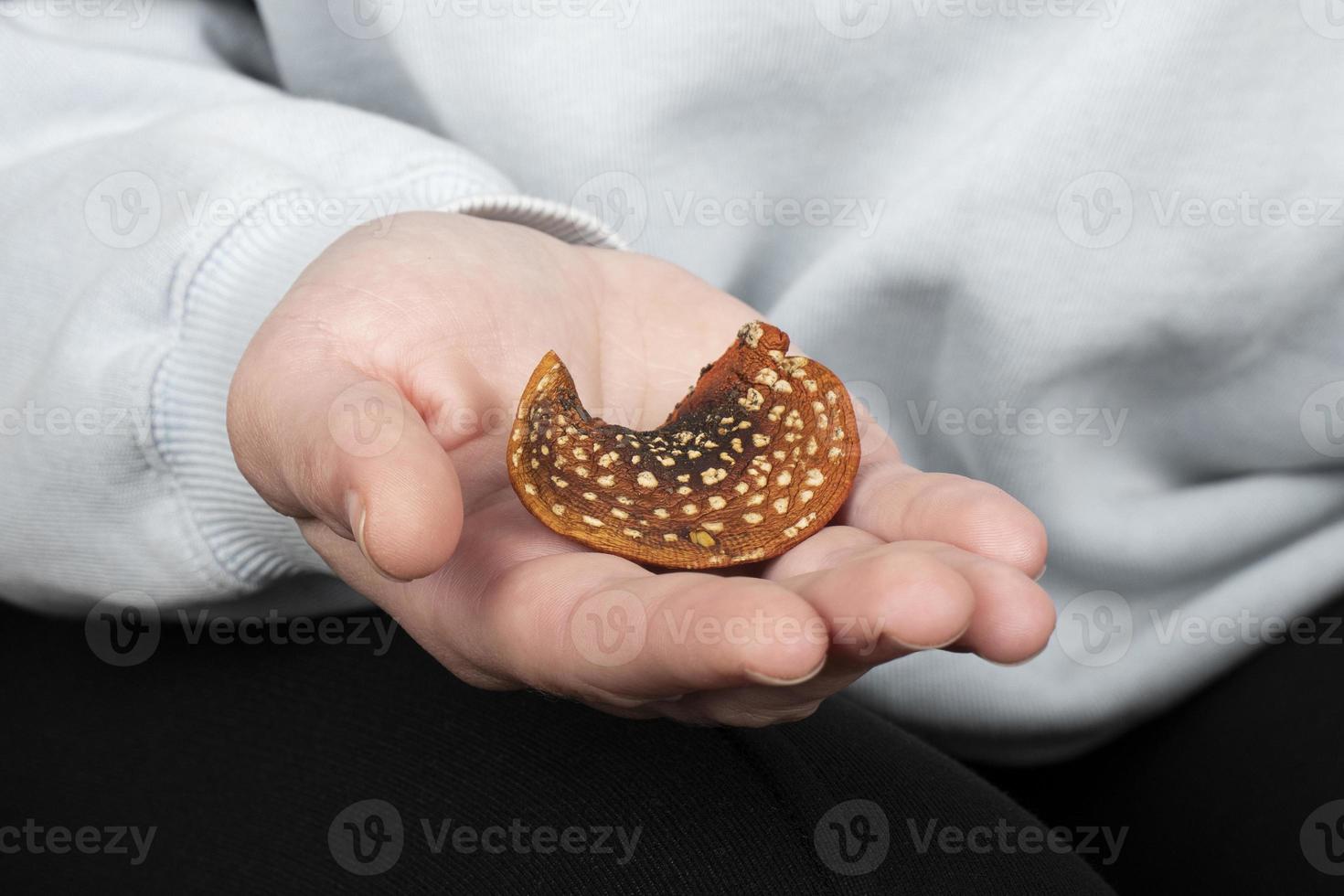 en hatt av torkades röd flyga agaric i hand, medicinsk använda sig av av amanita muicaria foto