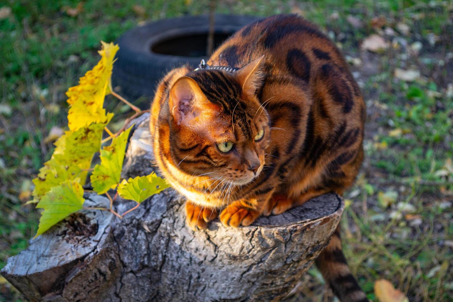 ung skön bengal katt på ett höst promenad bland de gul höst lövverk foto