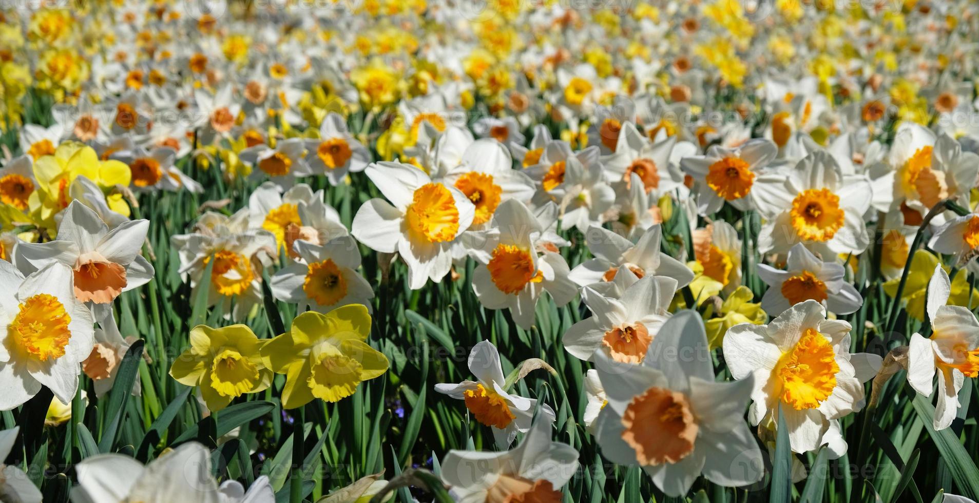 vår blommor baner. gul och vit blommande påskliljor i narciss fält. gul kronblad och grön löv av blomning blommor. hälsning kort, mors dag kort, kvinnors dag, födelsedag, påsk. foto