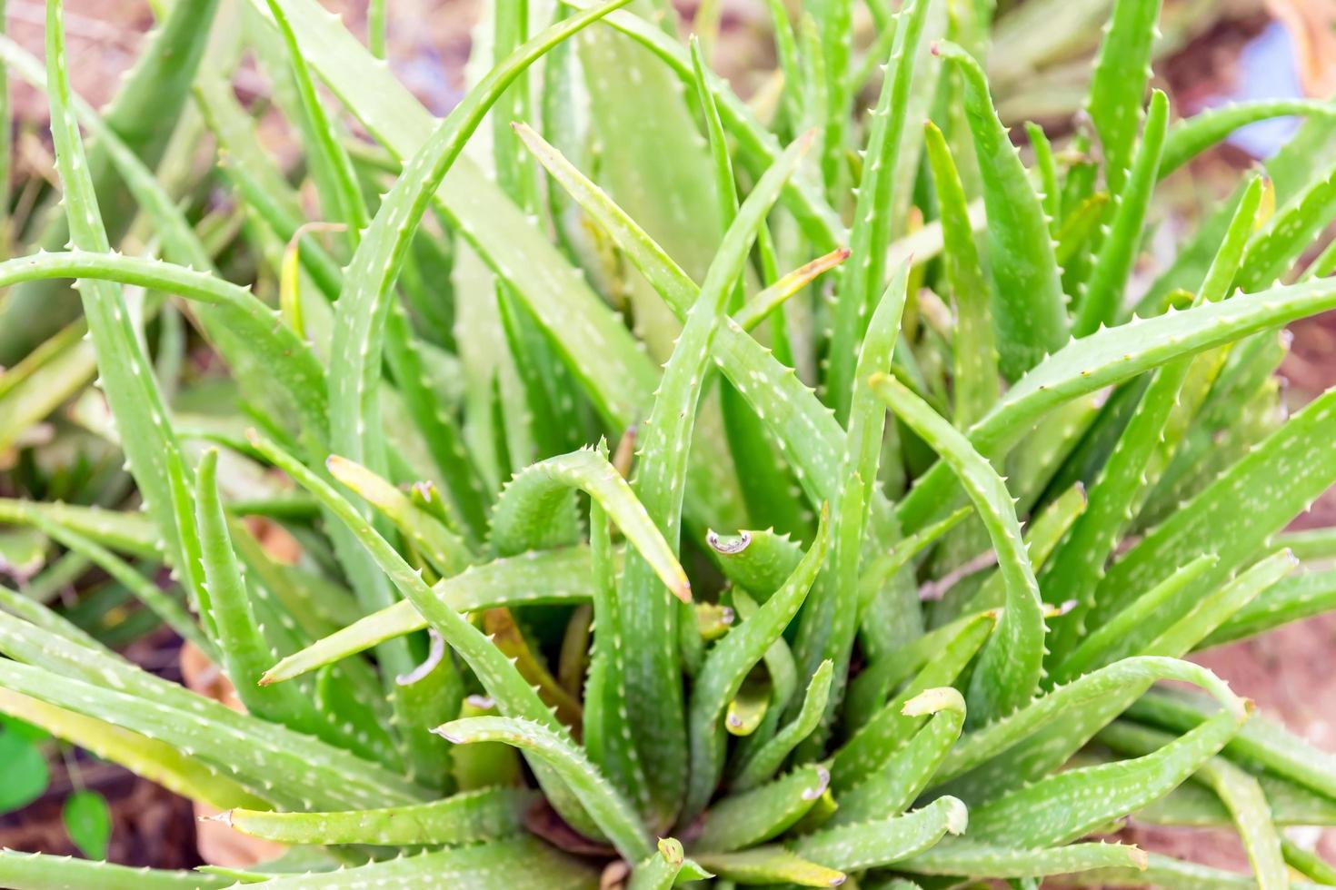 aloe vera växt foto