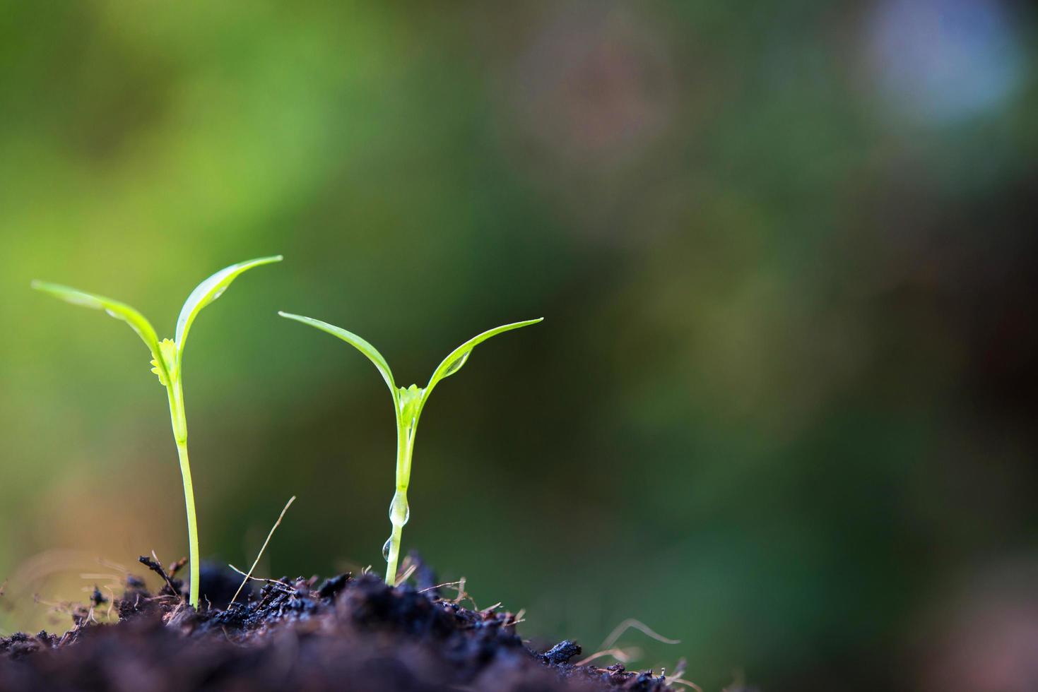 närbild spirande växt i naturen foto