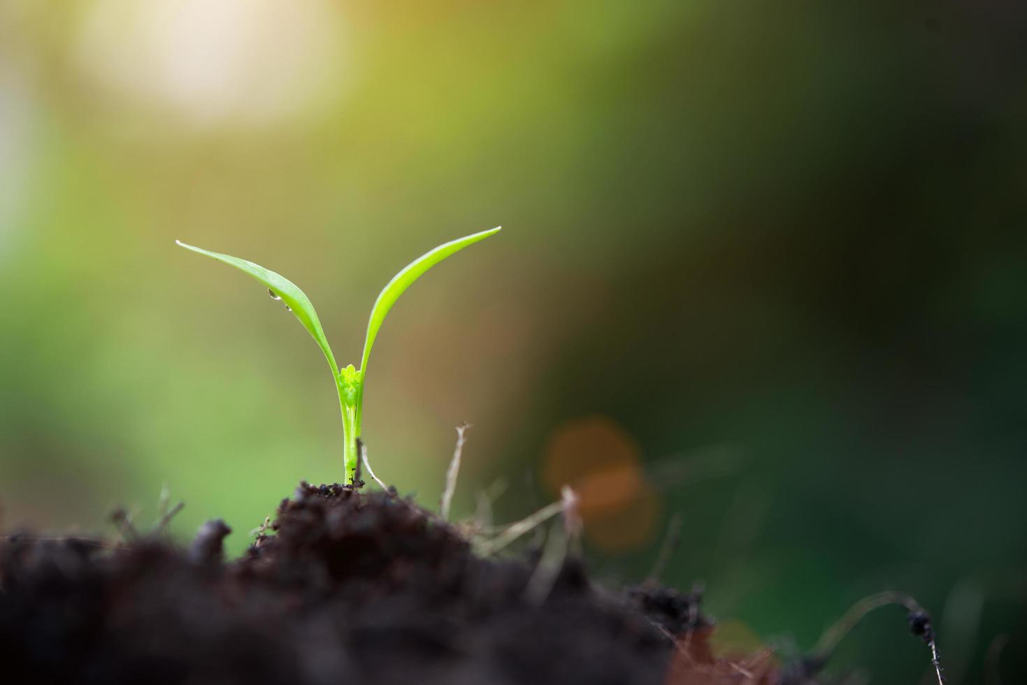 närbild spirande växt i naturen foto