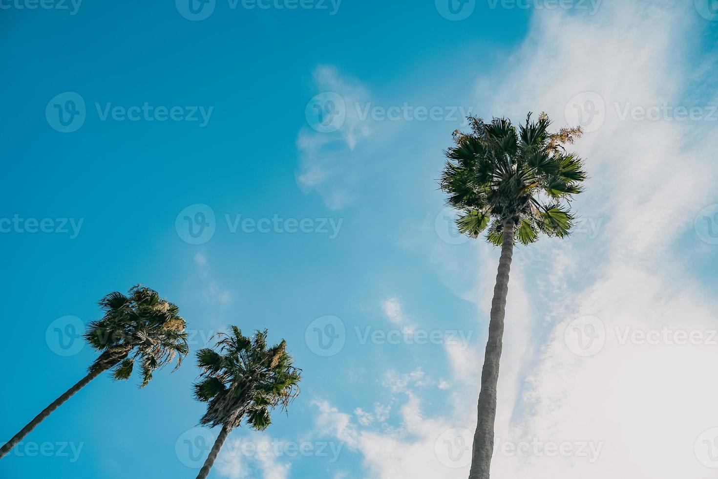 tre handflatan träd mot blå himmel foto