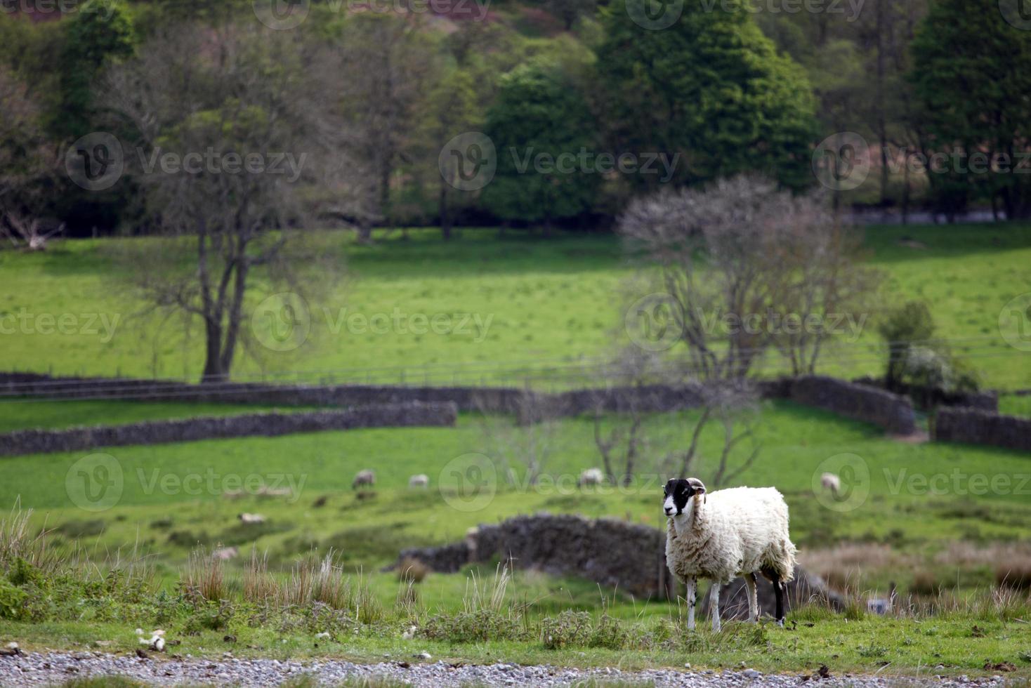 vit och svart får med yorkshire dales vista i de bakgrund foto