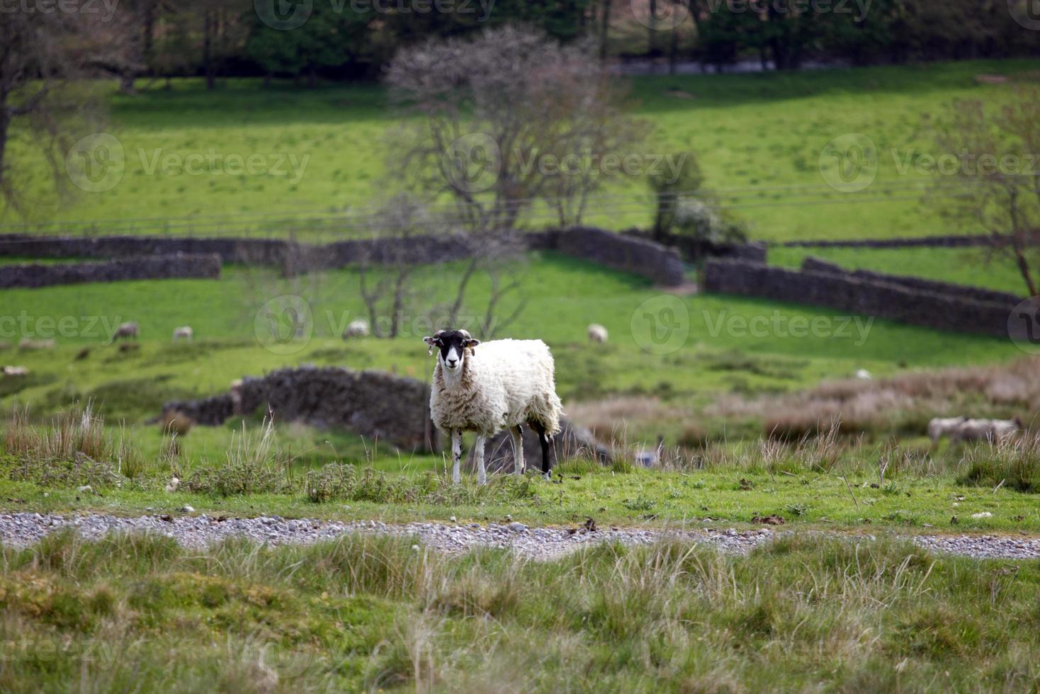 vit och svart får med yorkshire dales vista i de bakgrund foto