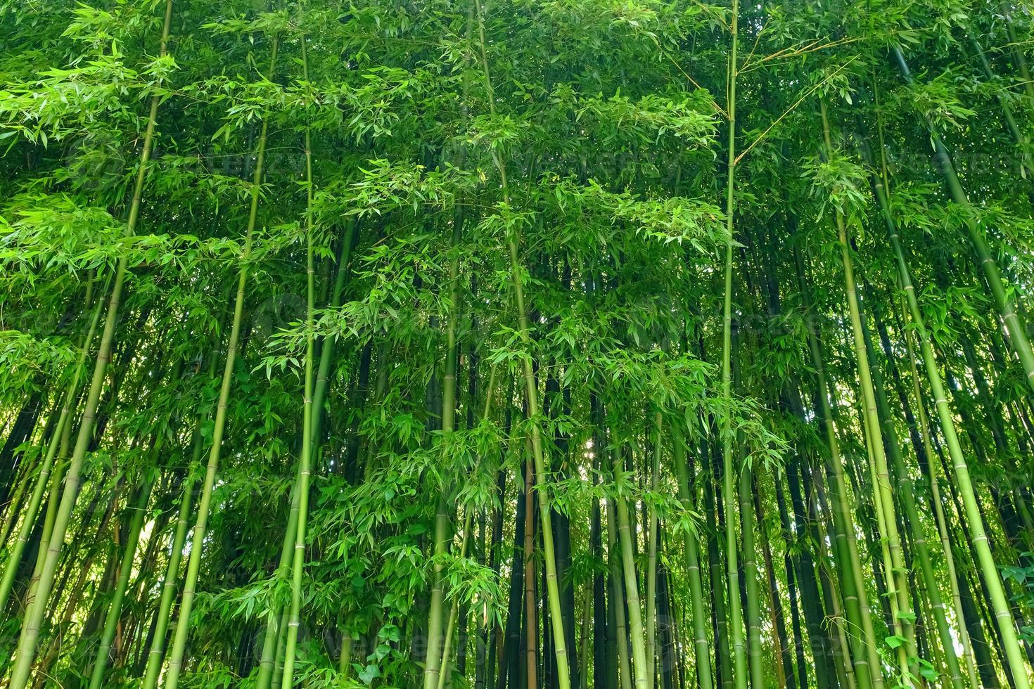 grön bambu löv bakgrund material. bambu skog. foto