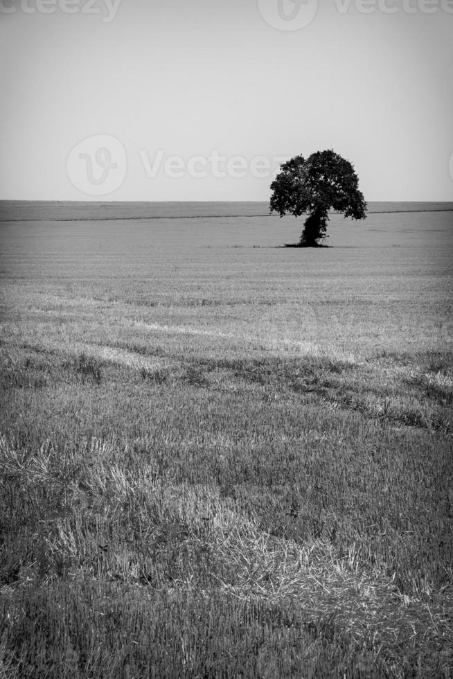 svart och vit bild av en ensam träd på en skörda vete fält foto
