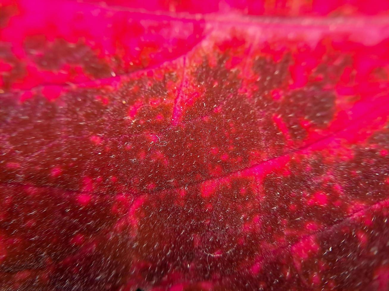 röd coleus textur med röd stjälkar lämplig för bakgrund foto