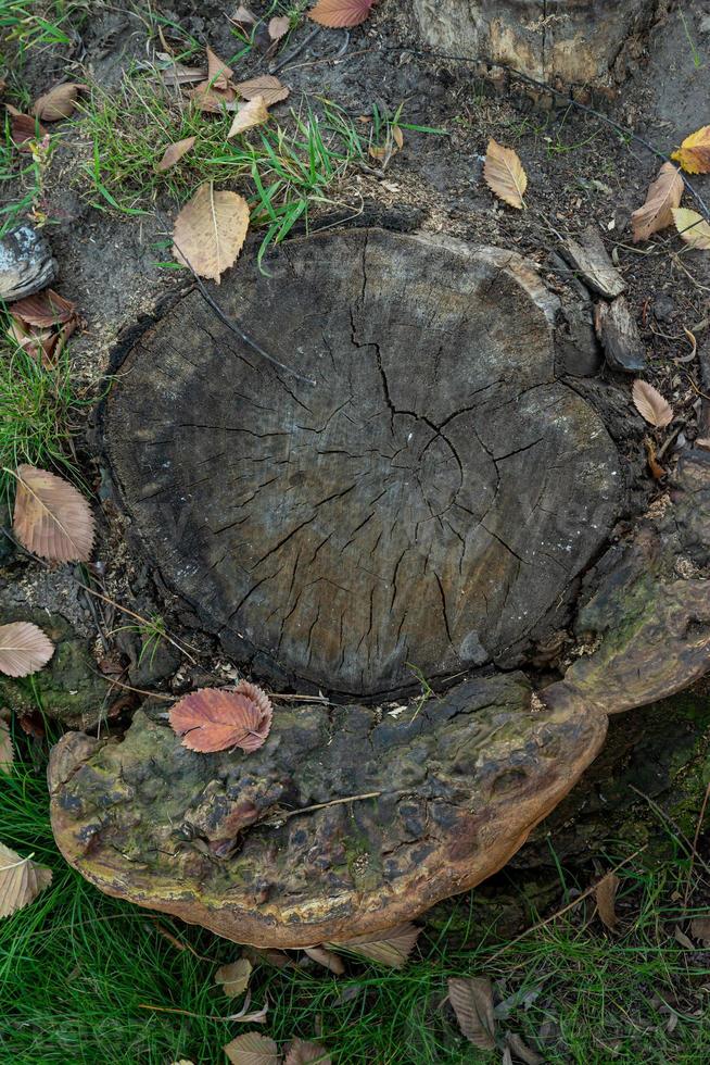 en bit av gammal torr logga av trä står på grå asfalt foto