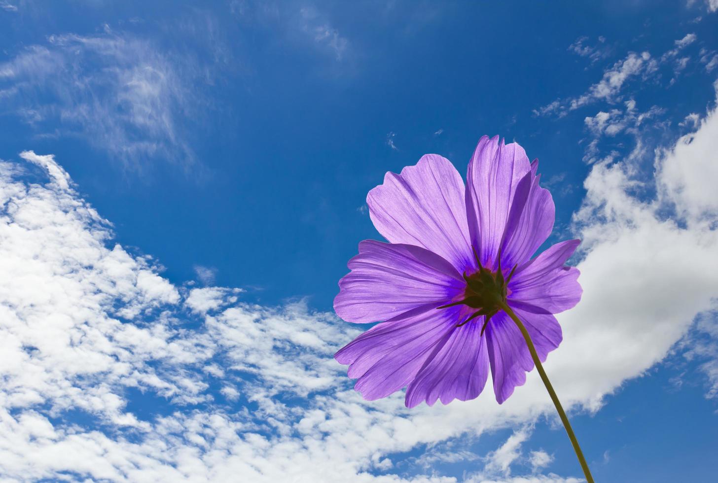 violett kosmos blommor foto