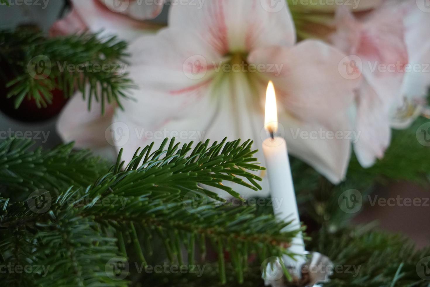 vit amaryllis och vaxljus på den gröna julgranen. foto