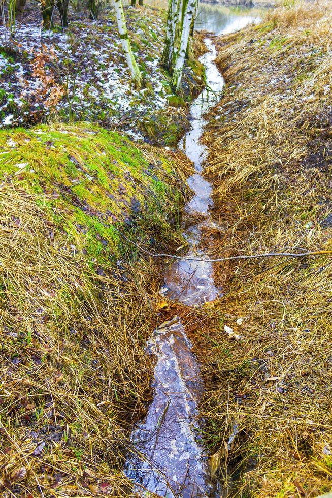 frysta flod ström damm sjö kall natur skog miljö Tyskland. foto