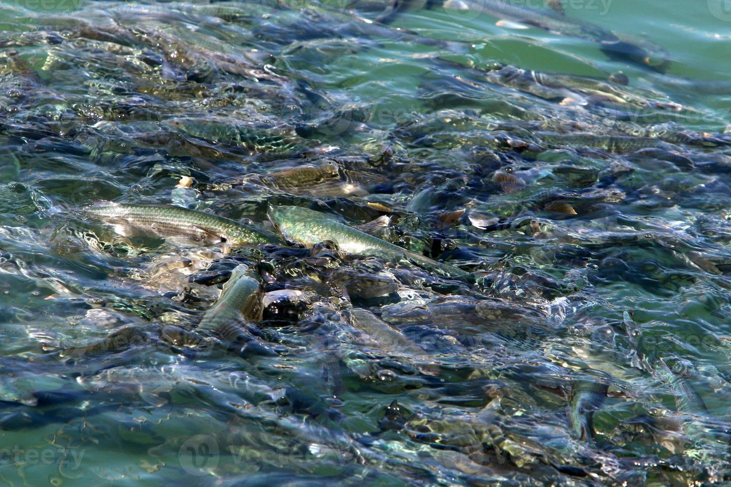 fisk simma i hav vatten på de medelhavs kust. foto