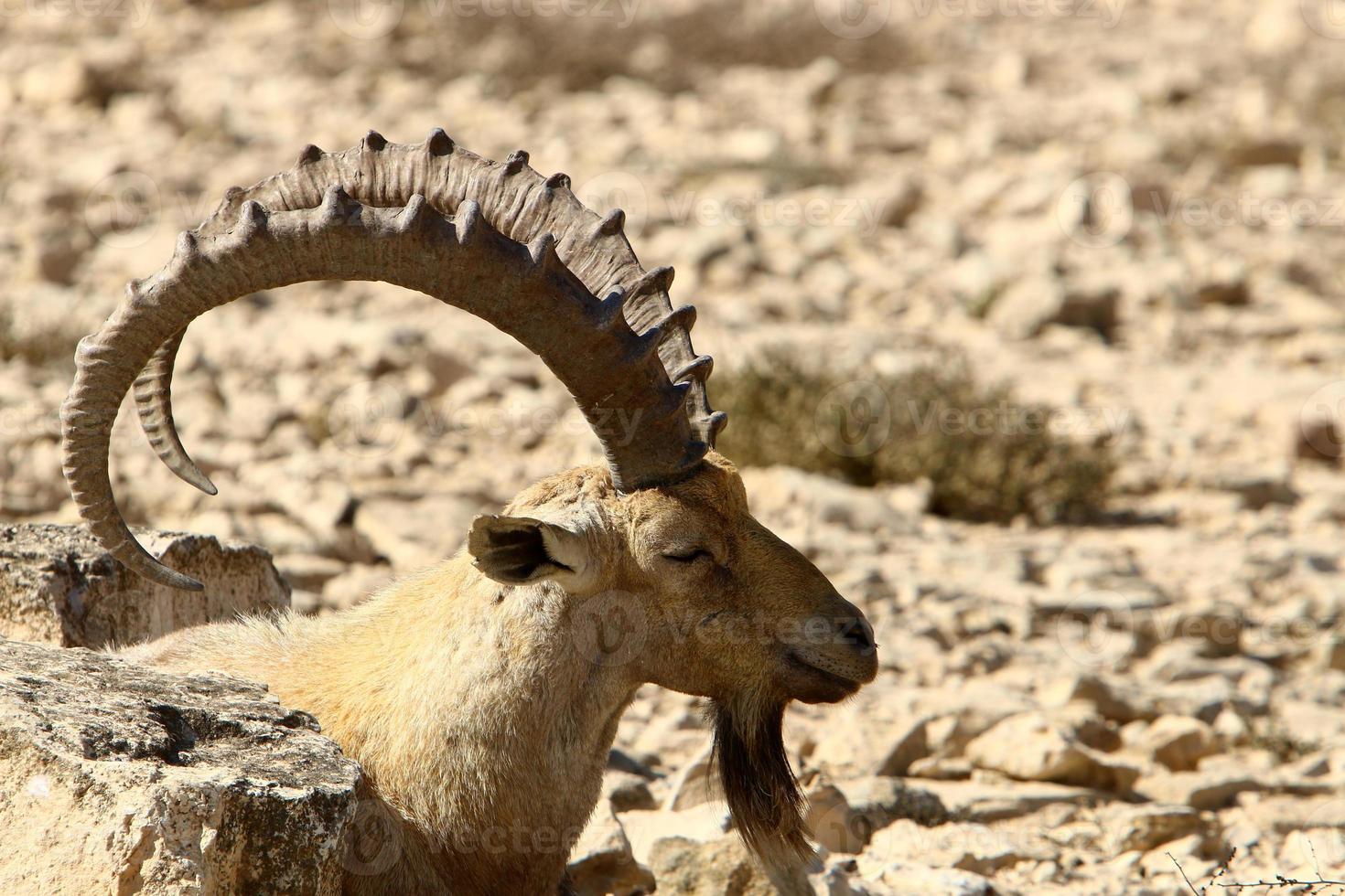 vild berg get i sydlig israel. foto