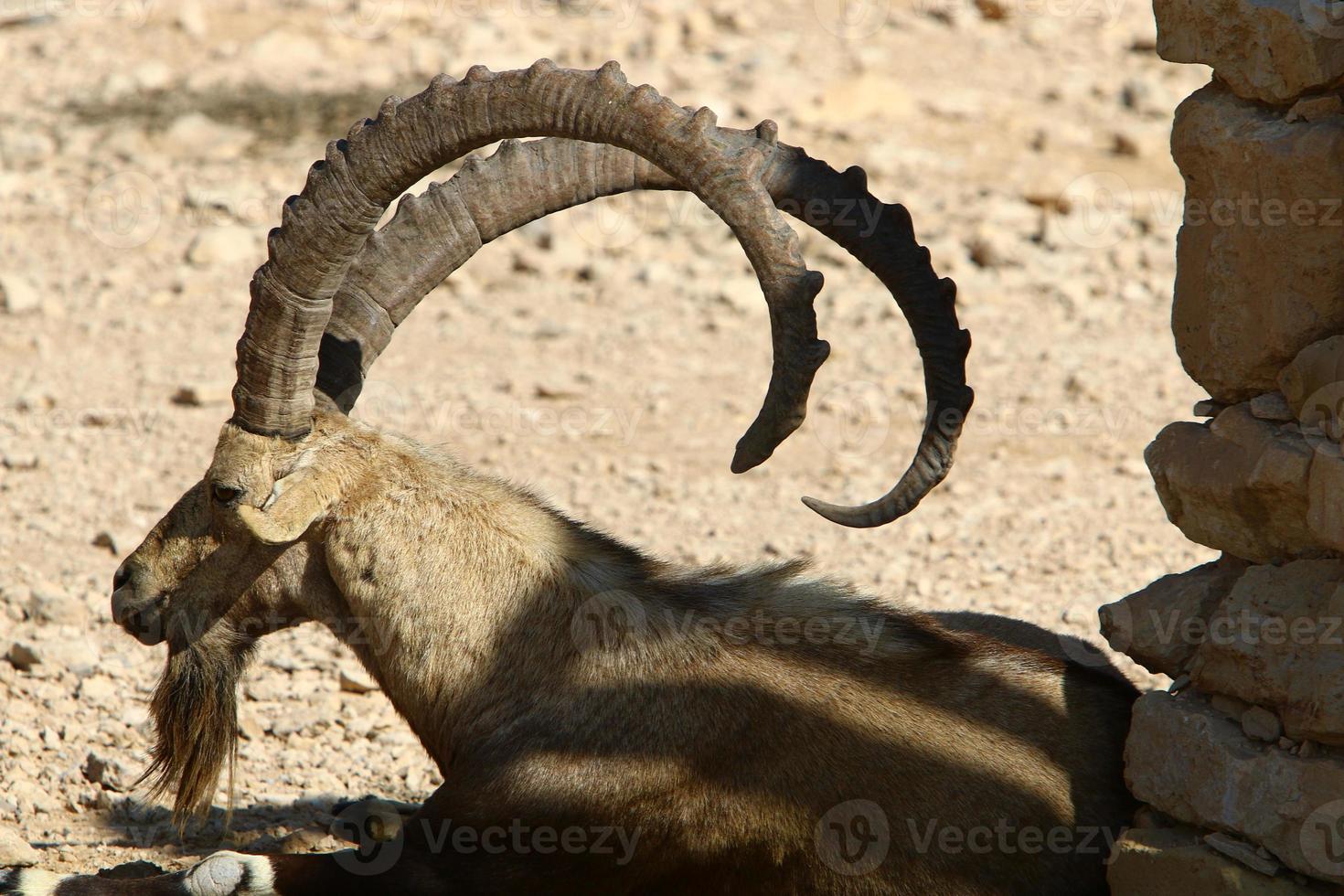 vild berg get i sydlig israel. foto