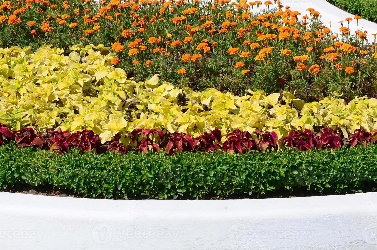 coleus blomkruka. skön perspektiv av naturlig coleus växt löv foto