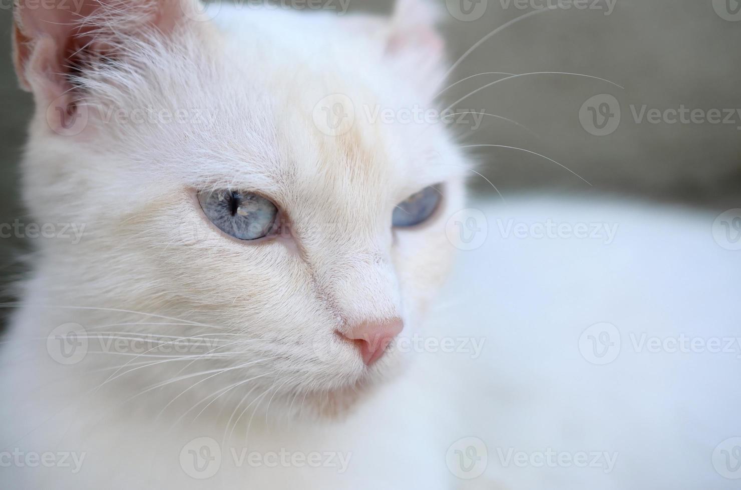 ren vit katt med turkos blå ögon och rosa defekta öron foto