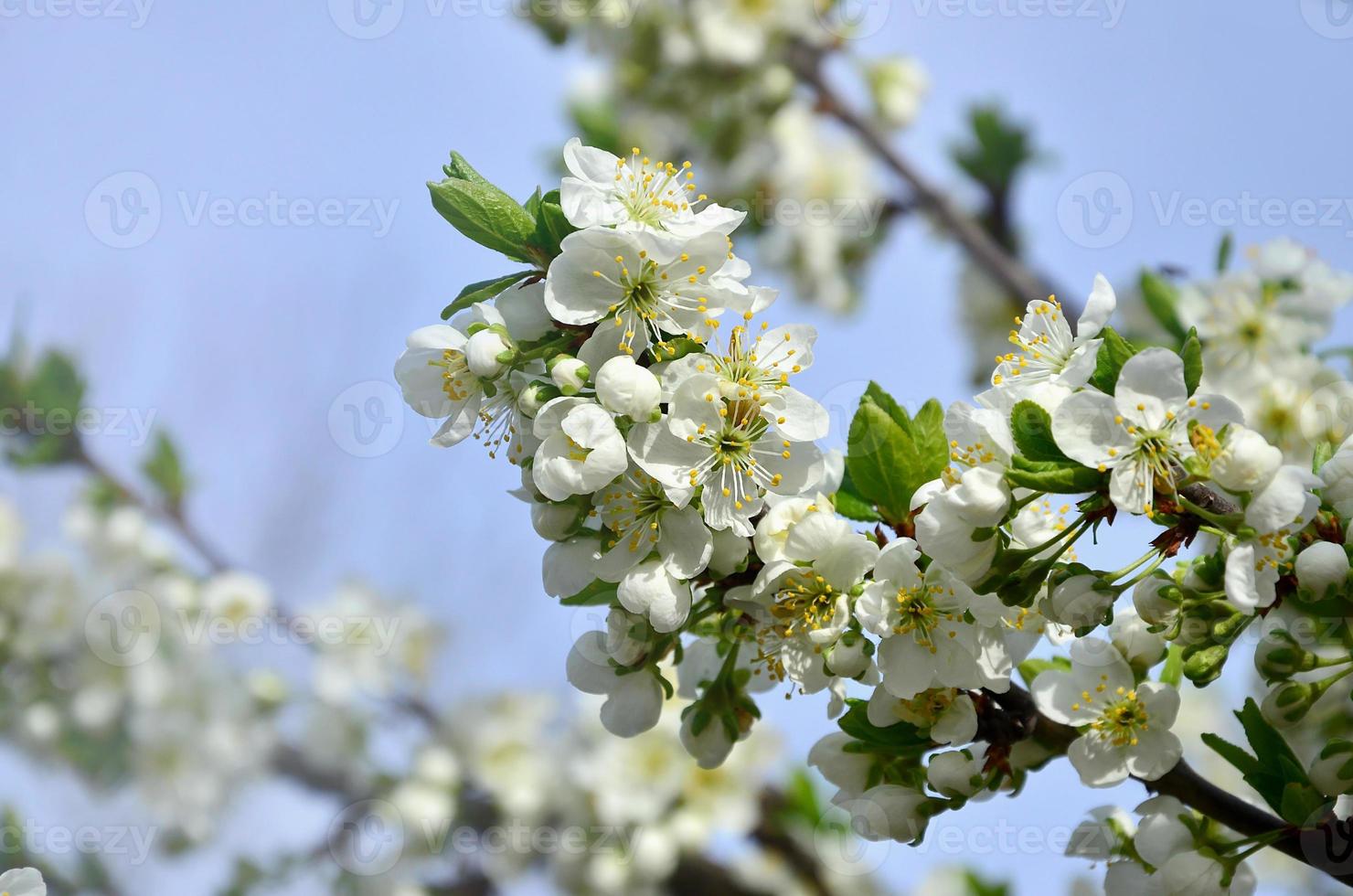 blommande gren av aprikos träd. tidigt blommande av träd i april foto