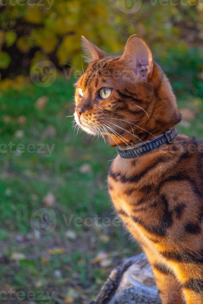 Ekstrem fattigdom Forfølge Watchful ung skön bengal katt på ett höst promenad bland de gul höst lövverk  13931971 Arkivfoto på Vecteezy