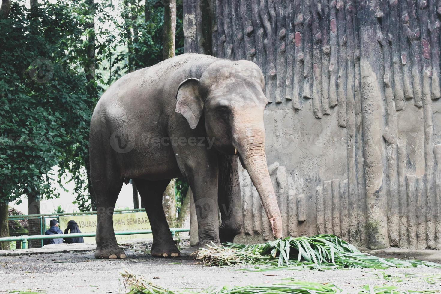 sumatran elefant elefas maximus sumatranus i de ragunan vilda djur och växter parkera eller ragunan Zoo foto