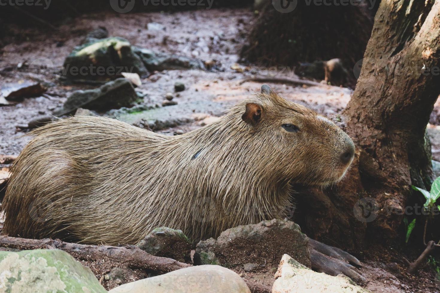 capybara hydrochoerus hydrochaeris på ragunan Zoo, jakarta. foto