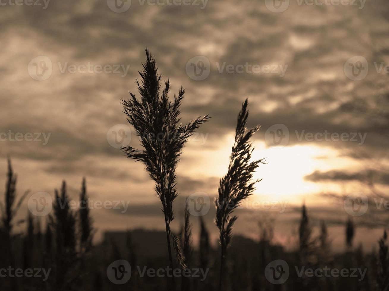 gyllene vass vingla i de vind mot solnedgång himmel. abstrakt naturlig bakgrund. mönster med neutral färger. minimal, snygg, trend begrepp. gyllene starr gräs, torr vass, vass lager, vass frön. foto