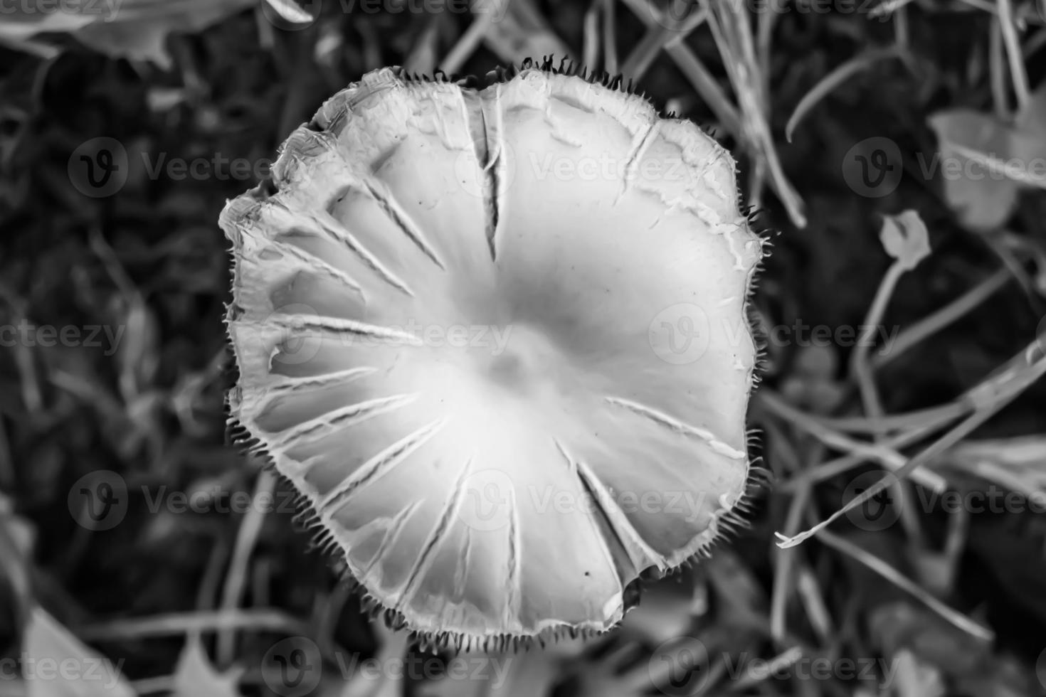 fotografi till tema stor skön giftig svamp i skog foto