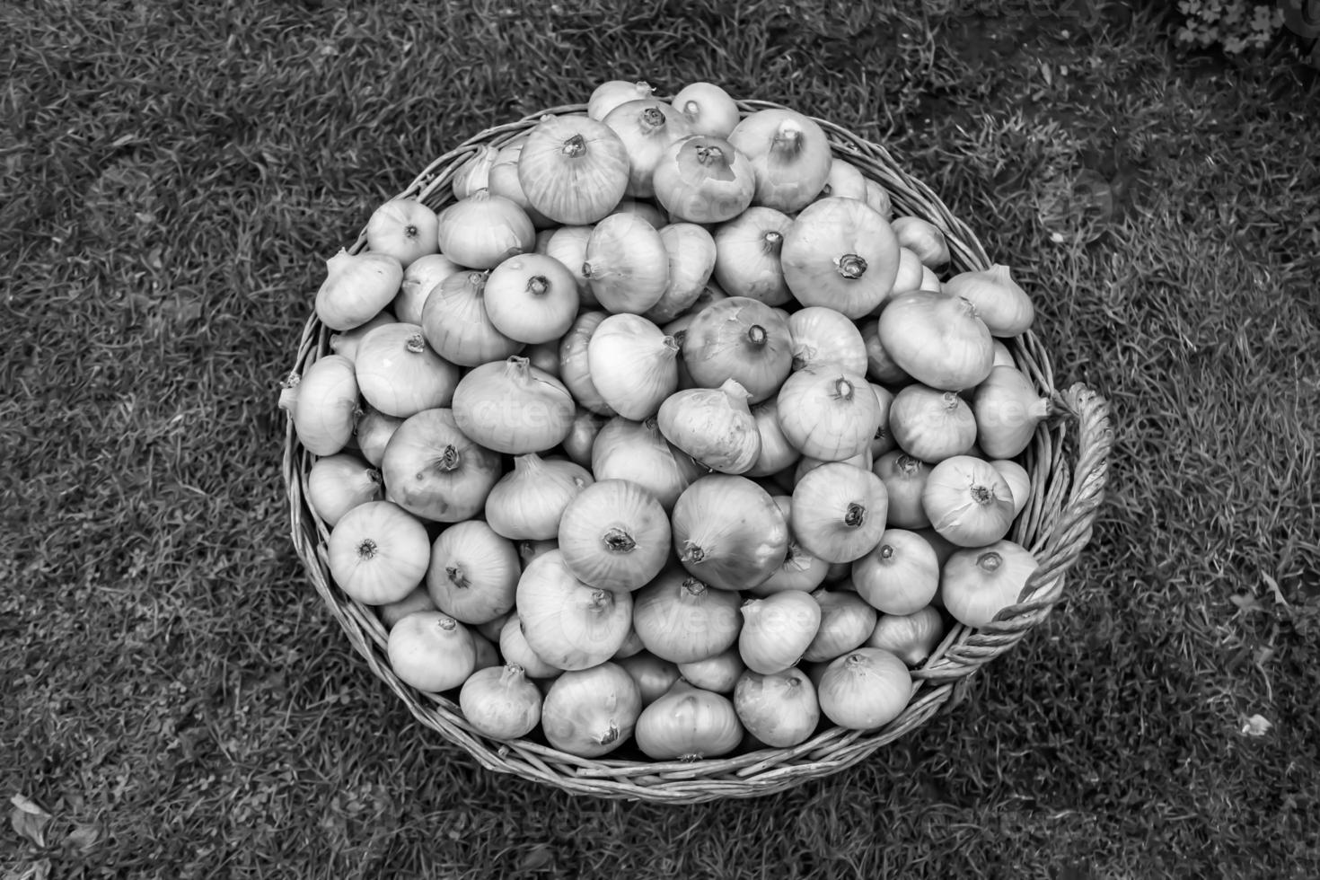 fotografi på tema skön lök vegetabiliska växt foto