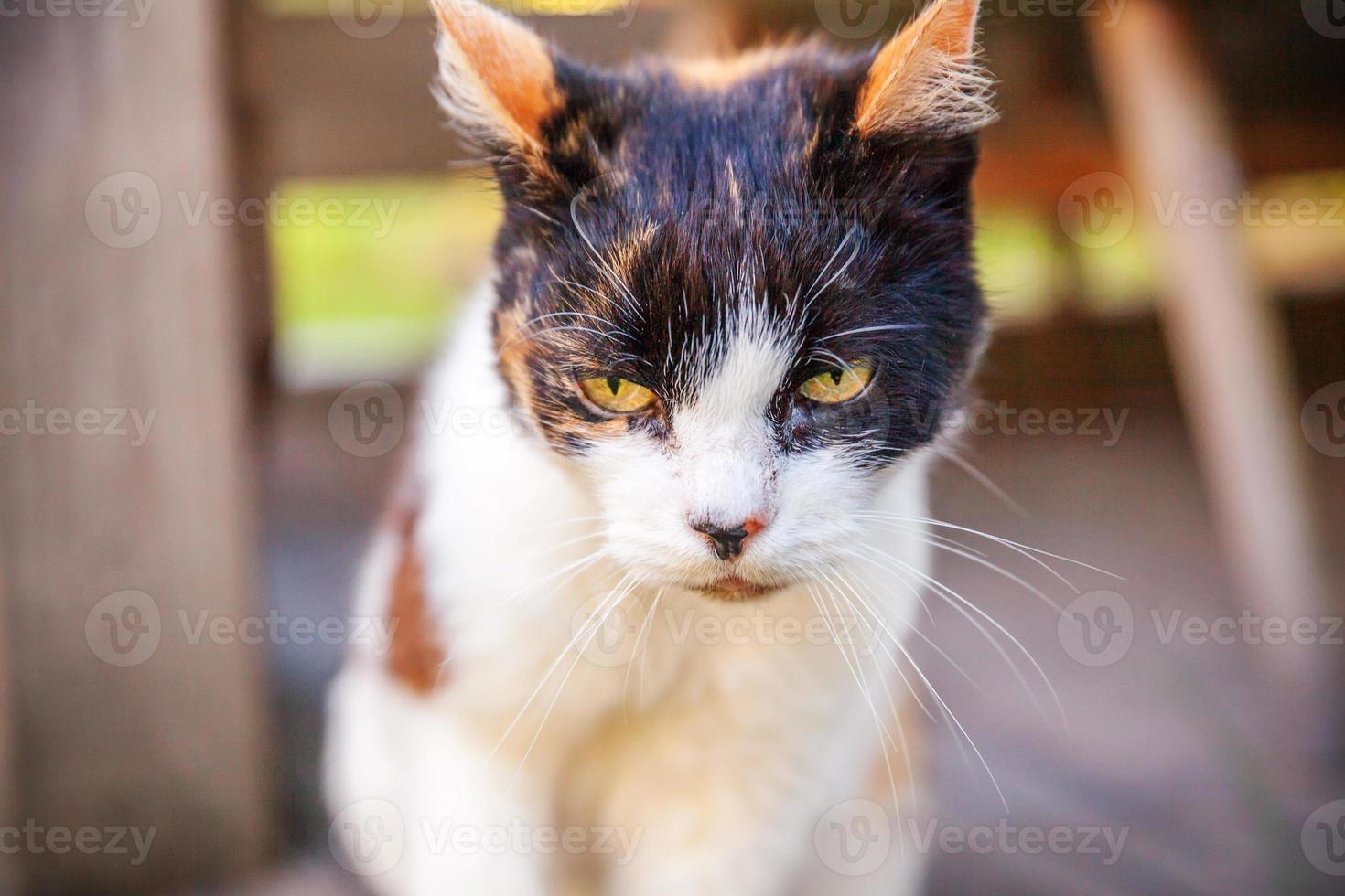 arrogant korthårig inhemsk skön tabby katt Sammanträde på trä- golv bakgrund foto