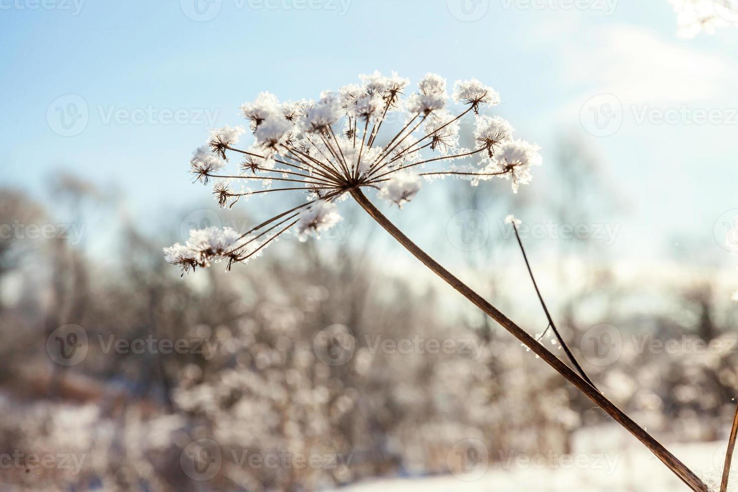 frostig gräs i snöig skog, kall väder i solig morgon. lugn vinter- natur i solljus. inspirera naturlig vinter- trädgård, parkera. fredlig Häftigt ekologi landskap bakgrund. foto