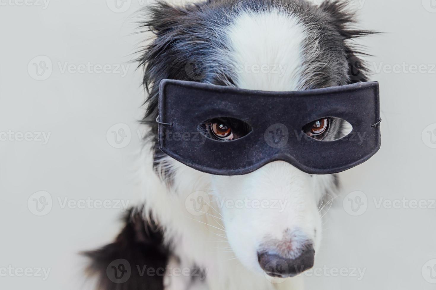 roliga porträtt av söt hund border collie i superhjälte kostym isolerad på vit bakgrund. valp som bär svart superhjältemask i karneval eller halloween. rättvisa hjälp styrka koncept. foto