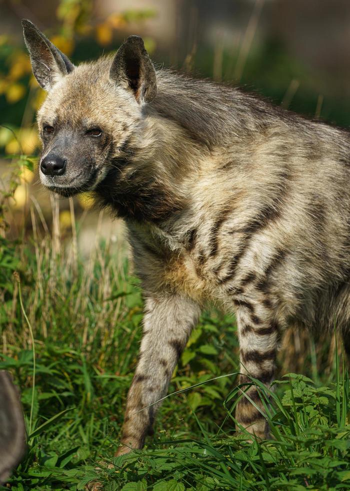 randig hyena i djurparken foto