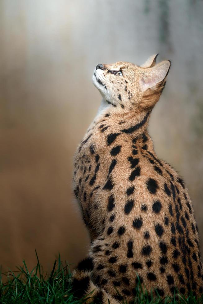 porträtt av serval foto