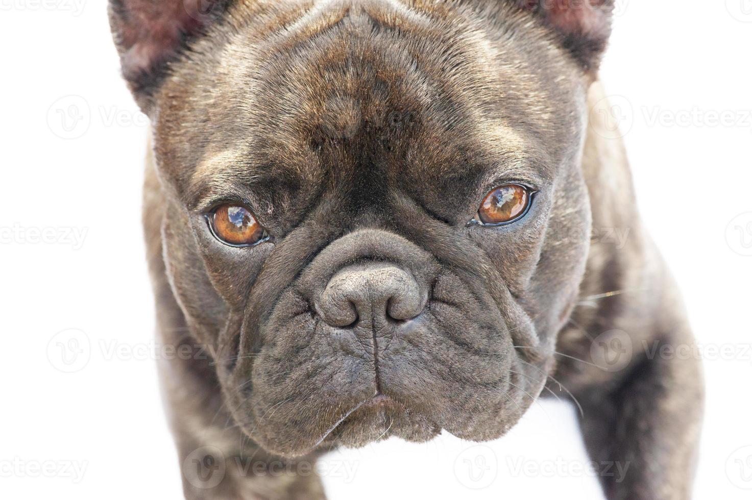 franska bulldogg hund isolerat på vit. sällskapsdjur på en vit bakgrund. foto