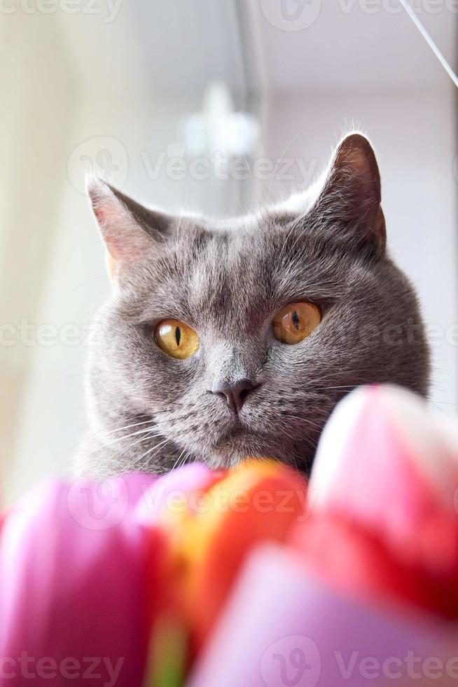 brittiskt katt rolig utseende till de sida, en bukett av tulpaner i fläck i de förgrund stänga upp foto