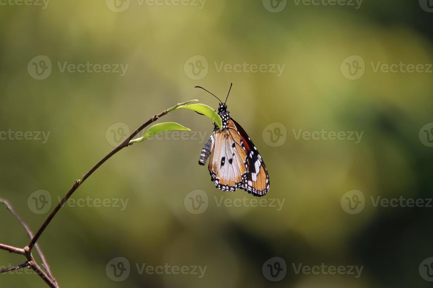 enkel tiger fjäril i en trädgård foto