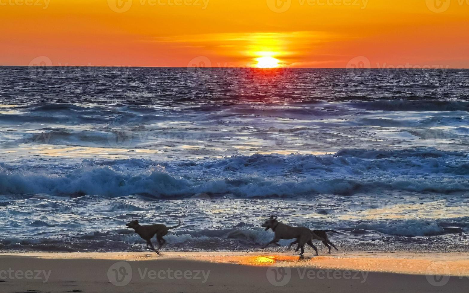 hundar löpning lyckligt i främre av de solnedgång strand Mexiko. foto