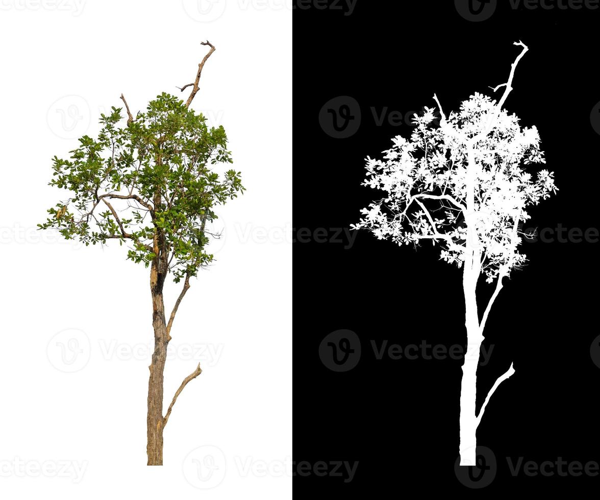 träd isolerat på en vit bakgrund med klippning väg och alfa kanal foto