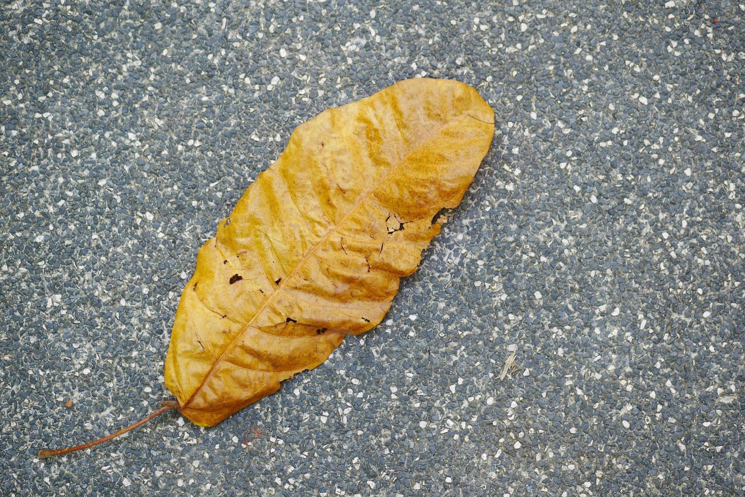torr brun blad på trä- bakgrund foto