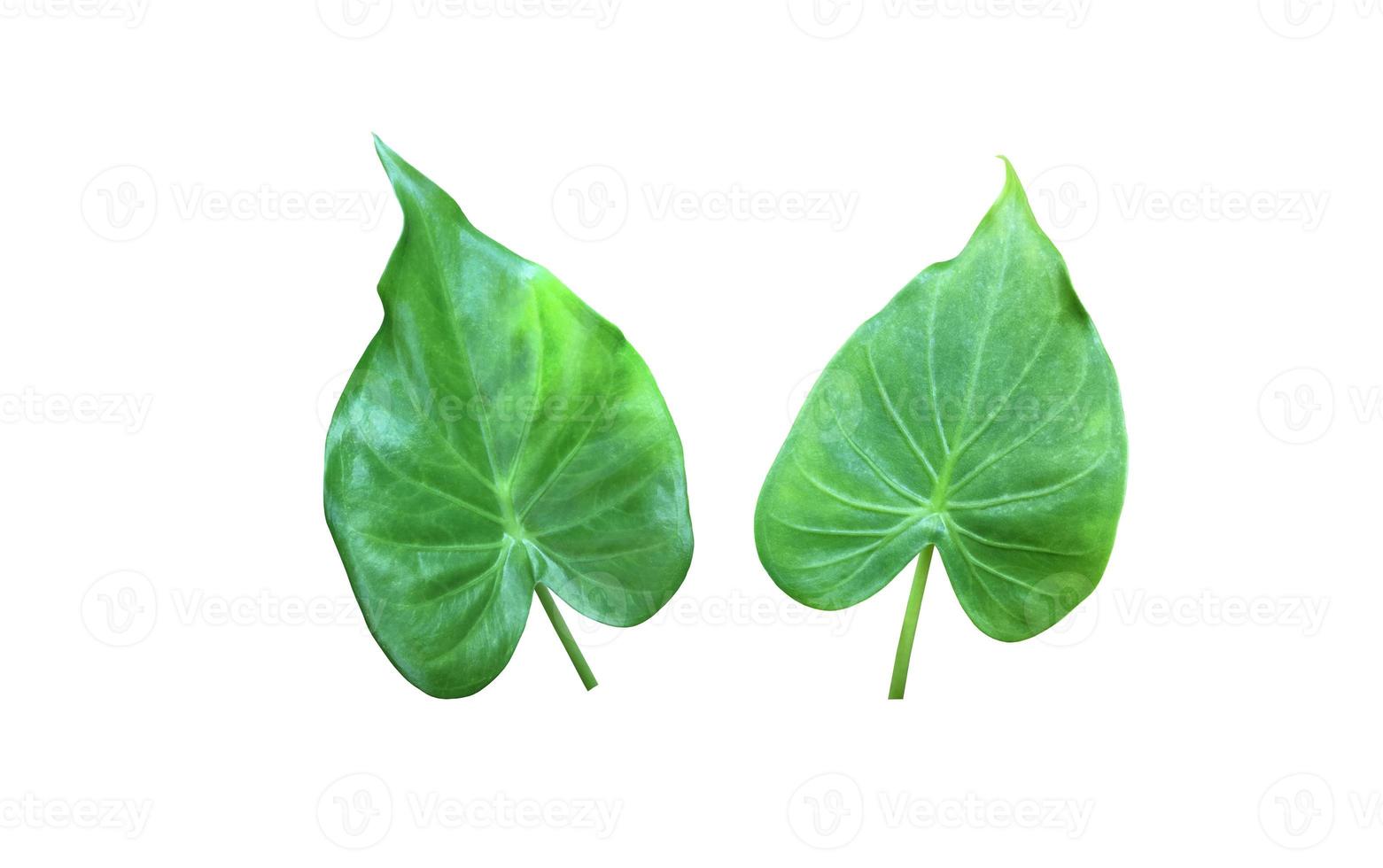 isolerat alocasia cuprea blad med klippning stigar. foto