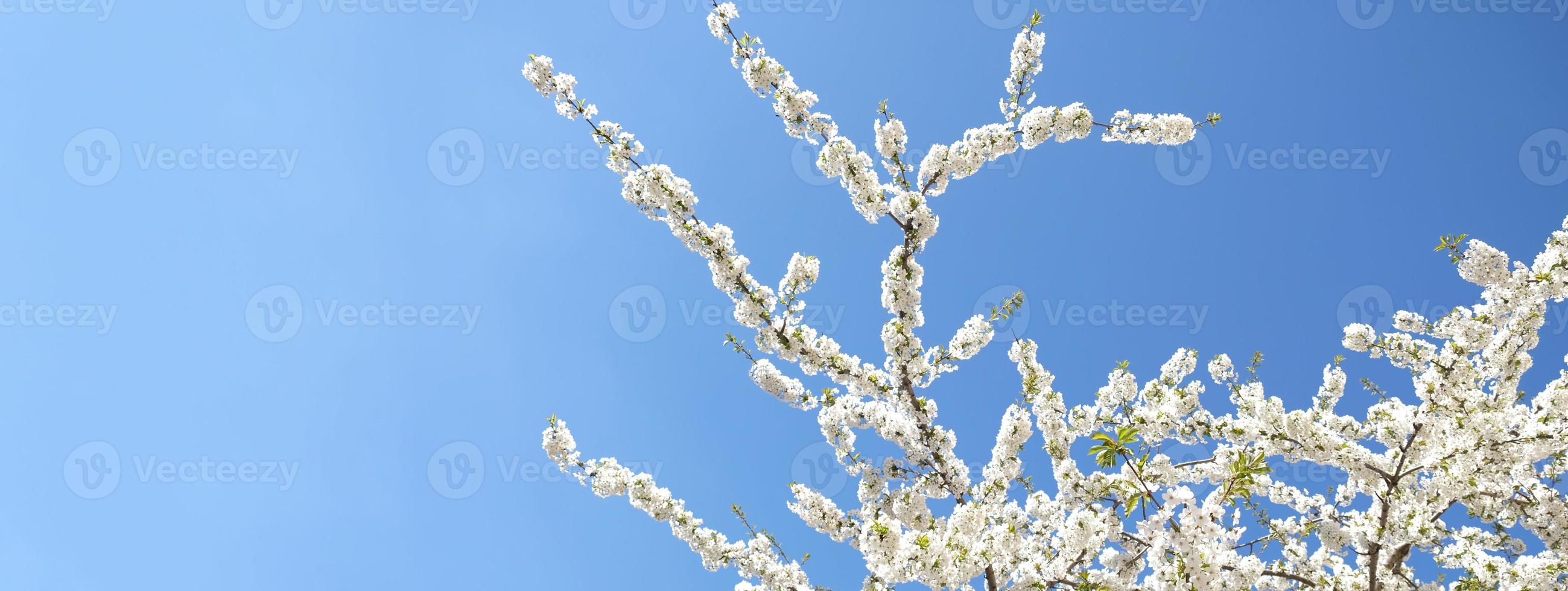 gren av blomning vit blommor av körsbär plommon träd i tidigt vår. Fantastisk naturlig blommig vår baner eller hälsning kort, vykort, affisch. selektiv fokus foto