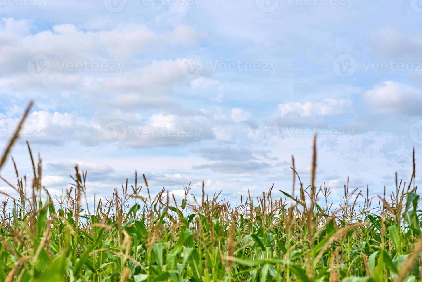 majs fält och molnig himmel i en sommar dag foto